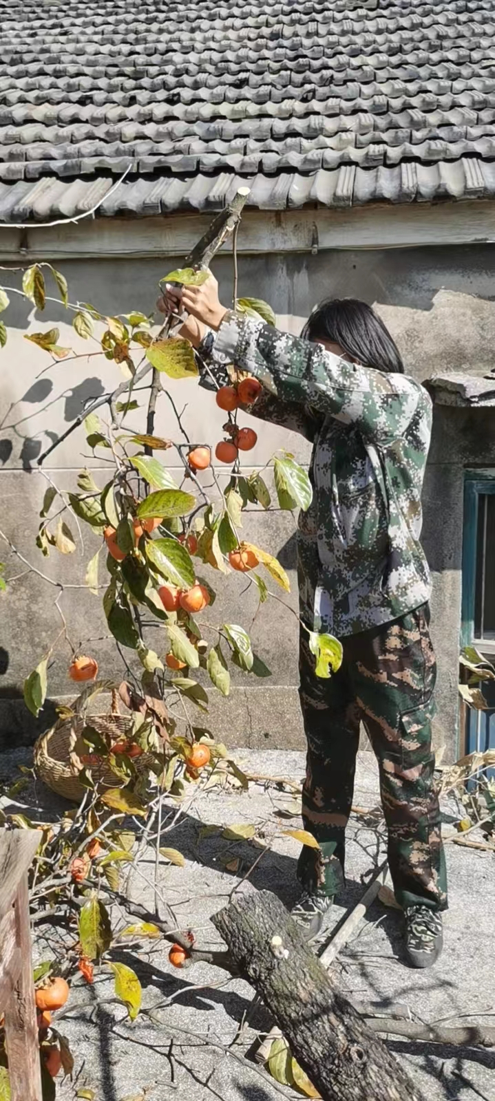 秋日基地趣事 之 柿柿如意！